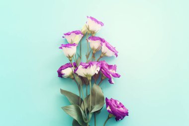 Pastel mavi arkaplan üzerinde pembe ve mor çiçeklerin üst görünümü .Düz yatıyordu.