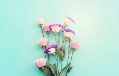 Pastel mavi arkaplan üzerinde pembe ve mor çiçeklerin üst görünümü .Düz yatıyordu.