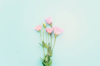 Pastel mavi arkaplan üzerinde pembe çiçeklerin üst görünümü. Düz yatıyordu.