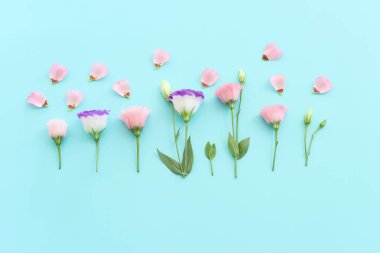 Pastel mavi arkaplan üzerinde pembe ve mor çiçeklerin üst görünümü .Düz yatıyordu.