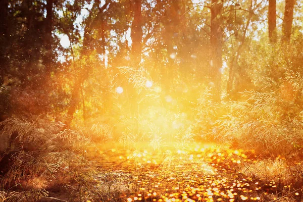 Photo Abstraite Floue Lumière Éclate Parmi Les Arbres Les Lumières — Photo