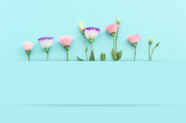 Top View Image Pink Purple Flowers Composition Pastel Blue Background — Stock Photo, Image