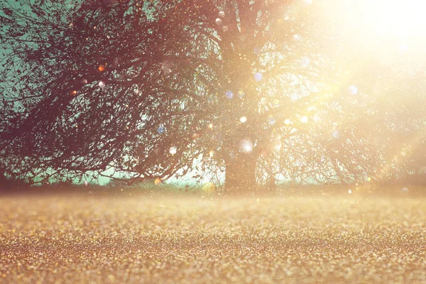 Blurred Abstract Photo Light Burst Lonely Tree Glitter Golden Bokeh — Stock Photo, Image