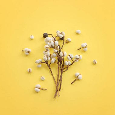 Sonbahar ormanı beyaz tohumlarının üst görüntüsü sarı zemin üzerinde doğal bileşim. Düz yatıyordu.