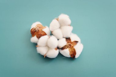 Mavi arka planda güzel pamuk çiçeklerinin yaratıcı görüntüsü.