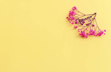 Pastel sarı arkaplan üzerinde pembe ve mor çiçek kompozisyonu üst görünüm .Düz yatıyordu.