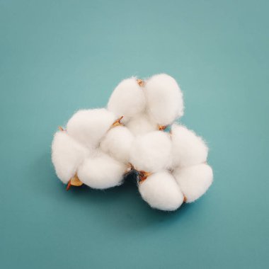 Mavi arka planda güzel pamuk çiçeklerinin yaratıcı görüntüsü.