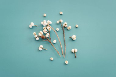 Sonbahar ormanı beyaz tohumlarının mavi zemin üzerindeki doğal bileşiminin en üst görüntüsü.