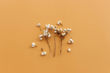 Güz ormanı beyaz tohumlarının kahverengi zemin üzerindeki doğal bileşiminin üst görüntüsü. Düz yatıyordu.