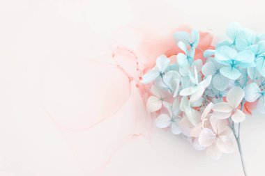 Sanatsal arkaplanda mavi ve pembe ortanca çiçeklerinin yaratıcı görüntüsü. Kopyalama alanı olan üst görünüm