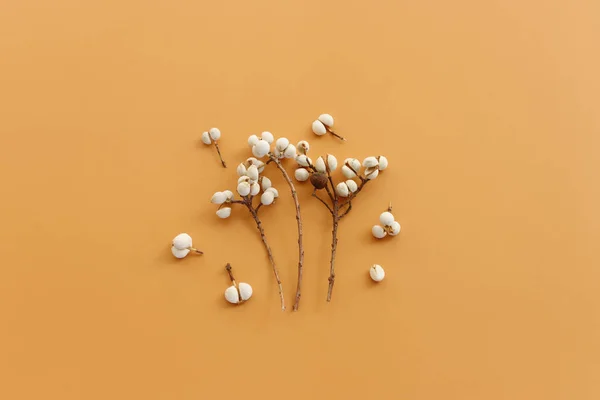 Top View Image Autumn Forest White Seeds Natural Composition Brown — стоковое фото