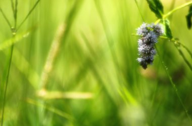 Yeşil Çimen Arkaplanı