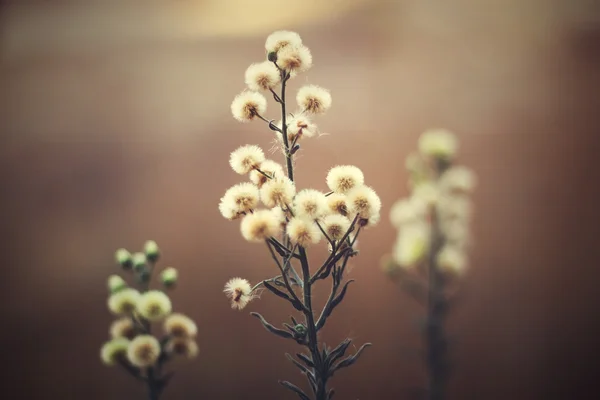 Dandelion flower At Sunset — Stock Photo, Image