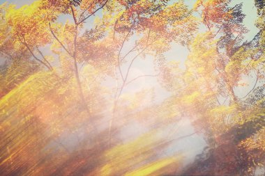 ağaçlar ve glitter bokeh ışıkları arasında ışık patlaması soyut fotoğraf bulanık. görüntü filtre ve dokulu.
