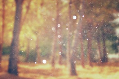 ağaçlar ve glitter bokeh ışıkları arasında ışık patlaması soyut fotoğraf bulanık. görüntü filtre ve dokulu.