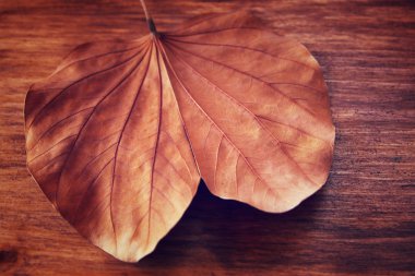 ahşap zemin üzerinde kuru yaprak düşük anahtar görüntüsü. seçici odak. Filtre uygulanmış görüntü