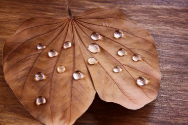 Low key image of Dry leaf with dewdrops on wooden background. selective focus. clipart