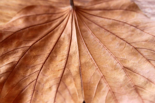 Immagine a chiave bassa di foglia secca su sfondo di legno. focus selettivo — Foto Stock