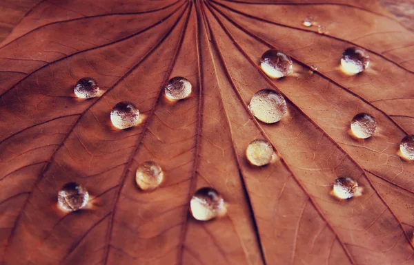 Immagine a chiave bassa di foglia secca con gocce di rugiada su sfondo di legno. concentrazione selettiva. immagine filtrata — Foto Stock