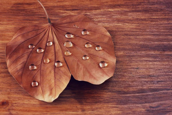 Low key image of Dry leaf with dewdrops on wooden background. selective focus. filtered image — Stock Photo, Image