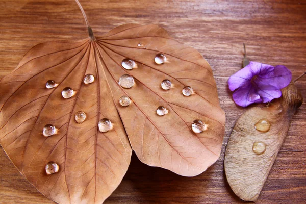 Low key image of Dry leaf with dewdrops on wooden background. selective focus — Stock Photo, Image