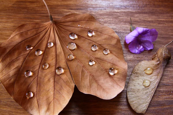 Low key image of Dry leaf with dewdrops on wooden background. selective focus — Stock Photo, Image