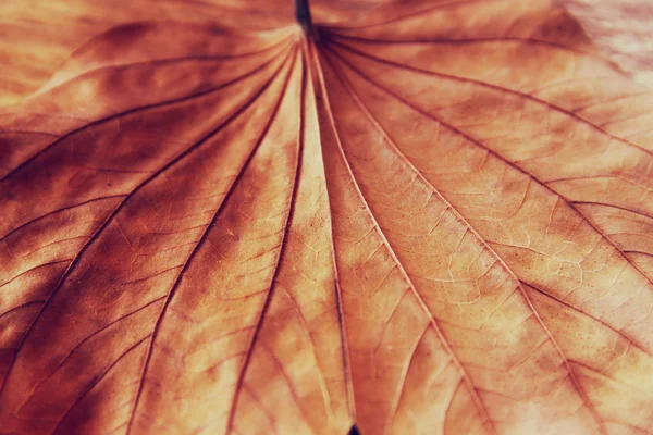 Immagine a chiave bassa di foglia secca su sfondo di legno. concentrazione selettiva. immagine filtrata — Foto Stock