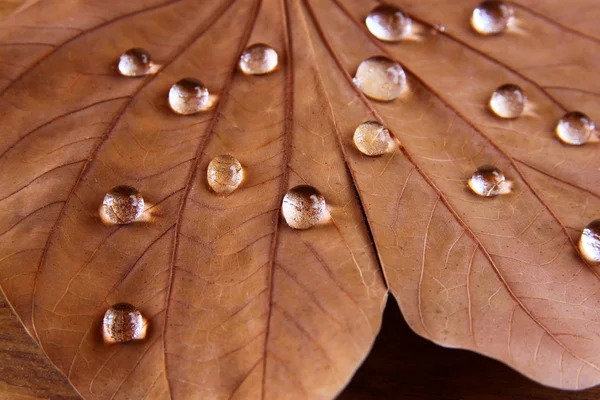 Low key image of Dry leaf with dewdrops on wooden background. selective focus. — Stock Photo, Image