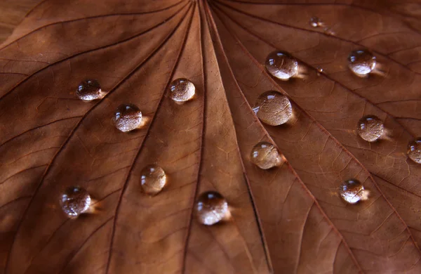 Low key image of Dry leaf with dewdrops on wooden background. selective focus. — Stock Photo, Image