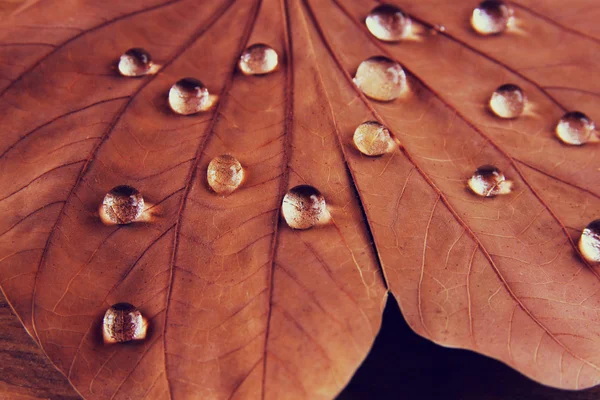 Low key image of Dry leaf with dewdrops on wooden background. selective focus. filtered image — Stock Photo, Image