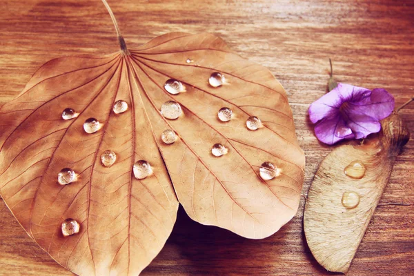 Low key image of Dry leaf with dewdrops on wooden background. selective focus. — Stock Photo, Image