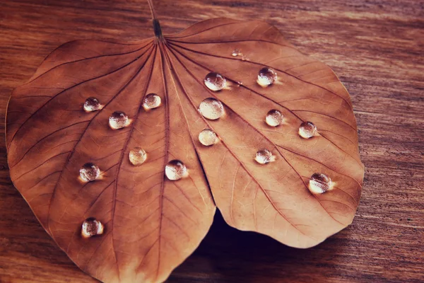 Low key image of Dry leaf with dewdrops on wooden background. selective focus. filtered image — Stock Photo, Image