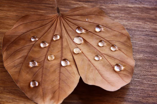 木製の背景に露の乾燥した葉の低キー イメージ。セレクティブ フォーカス. — ストック写真