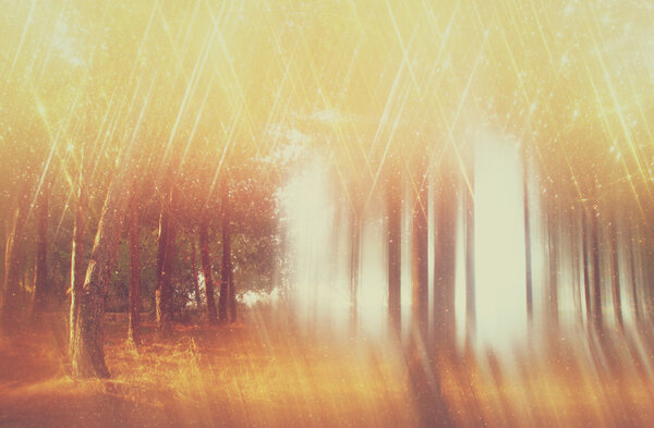 Blurred abstract photo of light burst among trees and glitter bokeh lights. filtered image and textured.