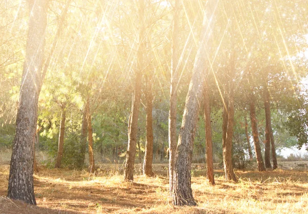 Photo abstraite floue de la lumière éclate parmi les arbres et les lumières pailletées bokeh. image filtrée et texturée . — Photo