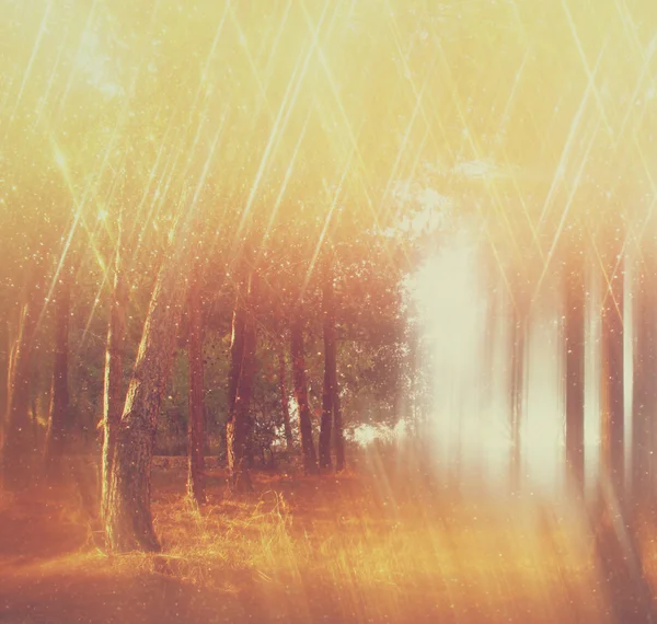 Ağaçlar ve glitter bokeh ışıkları arasında ışık patlaması soyut fotoğraf bulanık. görüntü filtre ve dokulu. — Stok fotoğraf