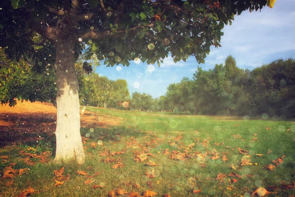 Самотнє осіннє дерево. Романтичний осінній пейзаж. блискучий фон вогнів — стокове фото