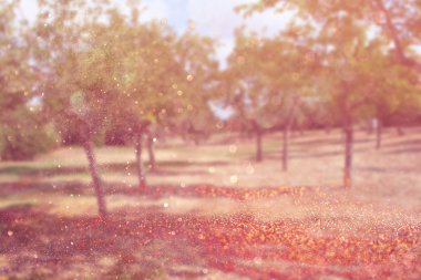 ağaçlar ve glitter bokeh ışıkları arasında ışık patlaması soyut fotoğraf bulanık. Filtre uygulanmış görüntü