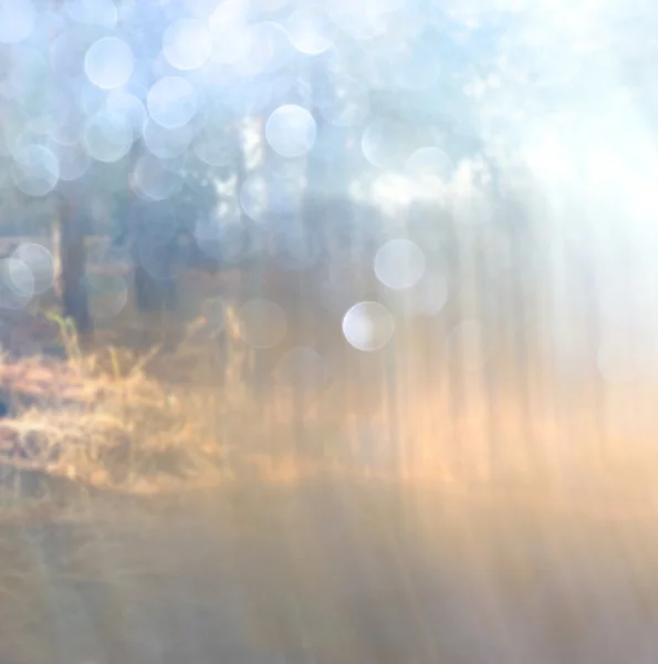 Abstracte foto van lichte uitbarsting onder bomen en glitter bokeh lichten. beeld is wazig en gefilterd . — Stockfoto