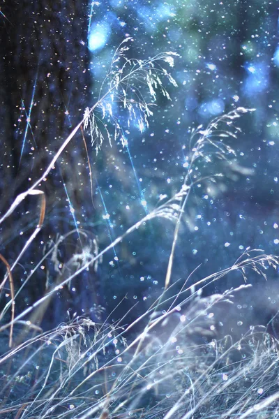 Abstract photo of light burst among trees and glitter bokeh lights. image is blurred and filtered . — Stock Photo, Image