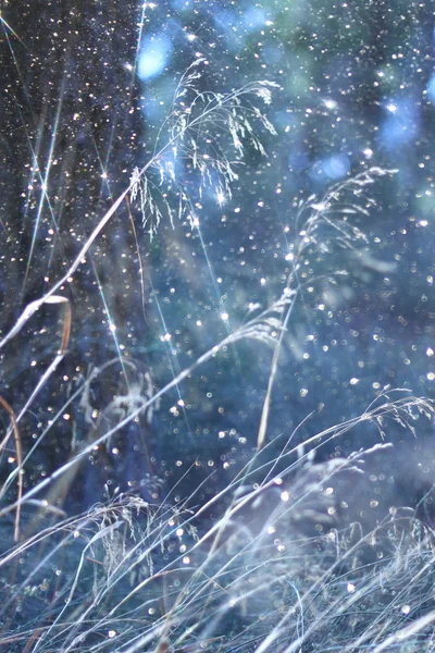 Abstract photo of light burst among trees and glitter bokeh lights. image is blurred and filtered . — Stock Photo, Image