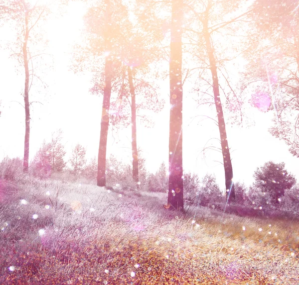 Abstract photo of light burst among trees and glitter bokeh lights. image is blurred and filtered . — Stock Photo, Image