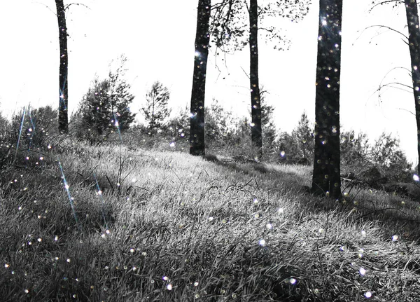 Αφηρημένη μαύρο και άσπρο δέντρα στο δάσος τοπίο και glitter bokeh φώτα — Φωτογραφία Αρχείου