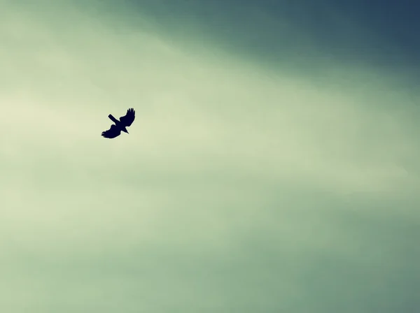 Un oiseau déploie ses ailes et vole vers le ciel. image filtrée rétro — Photo