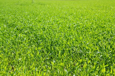 Taze ot alanında vahşi büyüyen arka plan fotoğrafı