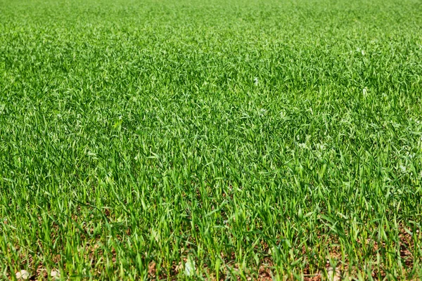 Tło zdjęcie świeże trawy rosnące dziko w dziedzinie — Zdjęcie stockowe