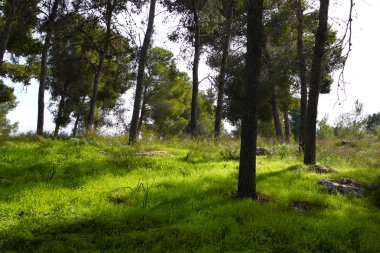 ağaçlar arasında ışık patlaması