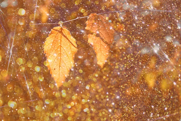 Kleurrijke witgeverfde Herfstbladeren op vertakking van de beslissingsstructuur en bokeh lichten overlay — Stockfoto