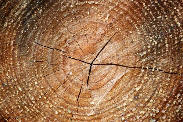 Struttura tronco vecchio albero. sfondo della natura — Foto Stock