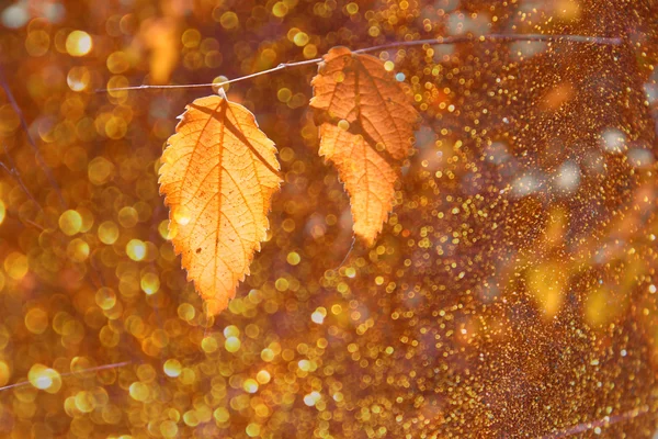 Colorful bautiful autumn leaves on tree branch and bokeh lights overlay — Stock Photo, Image